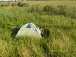 Утро в болоте